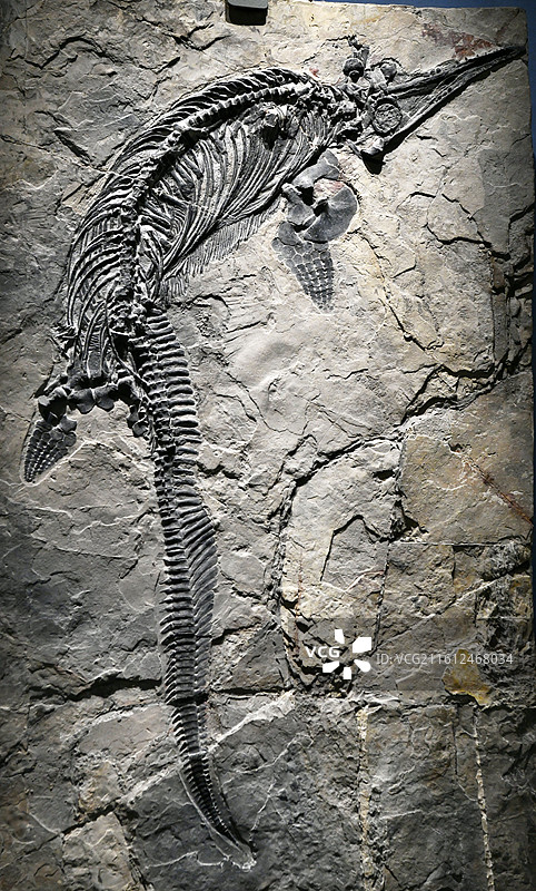 山东博物馆藏古生物化石  盘县混鱼龙图片素材