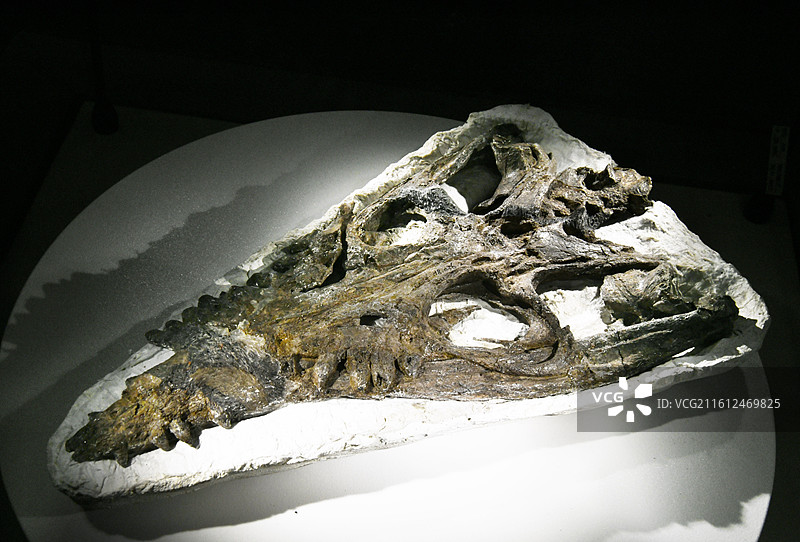 山东博物馆藏古生物化石图片素材