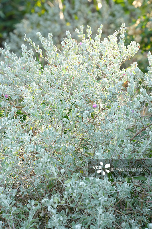 芙蓉菊丛图片素材