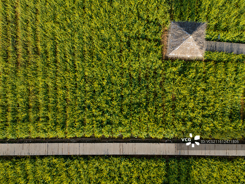 福建厦门天竺山航拍绿色田野与小径草屋图片素材