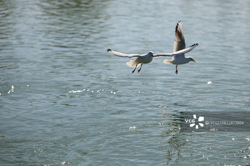 西伯利亚红嘴鸥太湖越冬侯鸟湖水湖面飞翔特写图片素材