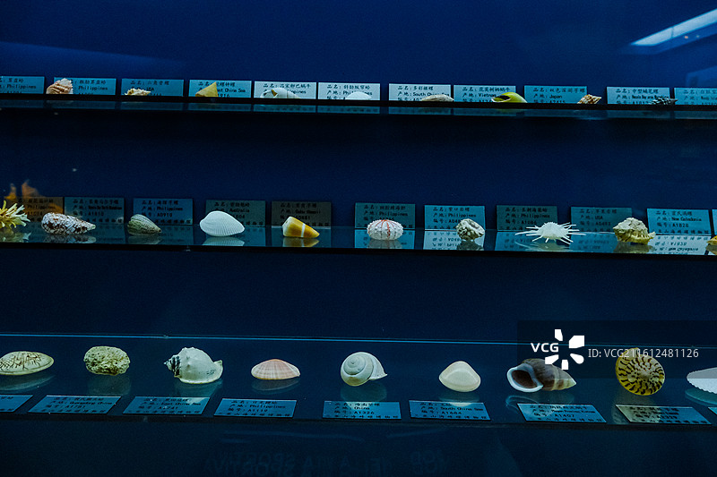 中国海南省三亚市三亚山海贝文化博物馆藏品 ，世界各地的奇异贝壳，各种各样的贝壳，各地贝壳标本图片素材