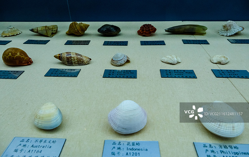中国海南省三亚市三亚山海贝文化博物馆藏品 ，世界各地的奇异贝壳，各种各样的贝壳，各地贝壳标本图片素材
