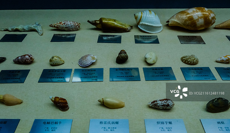 中国海南省三亚市三亚山海贝文化博物馆藏品 ，世界各地的奇异贝壳，各种各样的贝壳，各地贝壳标本图片素材