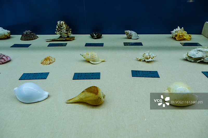 中国海南省三亚市三亚山海贝文化博物馆藏品 ，世界各地的奇异贝壳，各种各样的贝壳，各地贝壳标本图片素材