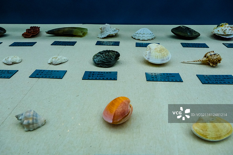 中国海南省三亚市三亚山海贝文化博物馆藏品 ，世界各地的奇异贝壳，各种各样的贝壳，各地贝壳标本图片素材