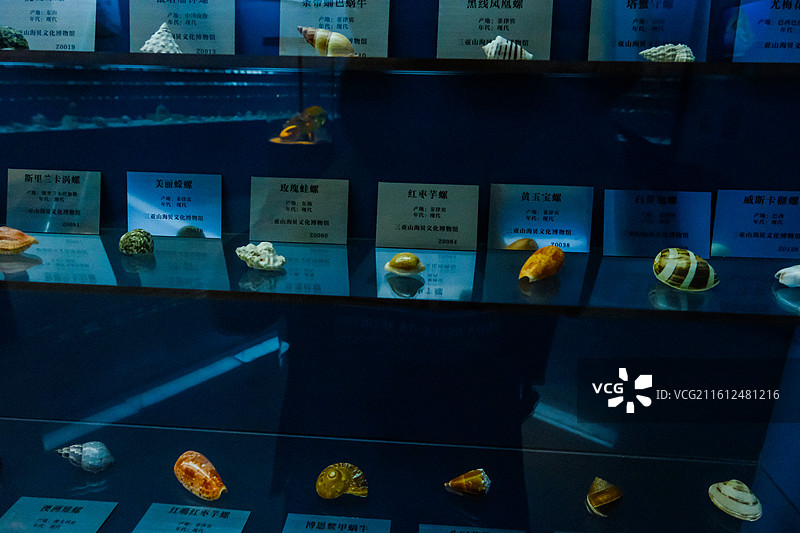 中国海南省三亚市三亚山海贝文化博物馆藏品 ，世界各地的奇异贝壳，各种各样的贝壳，各地贝壳标本图片素材