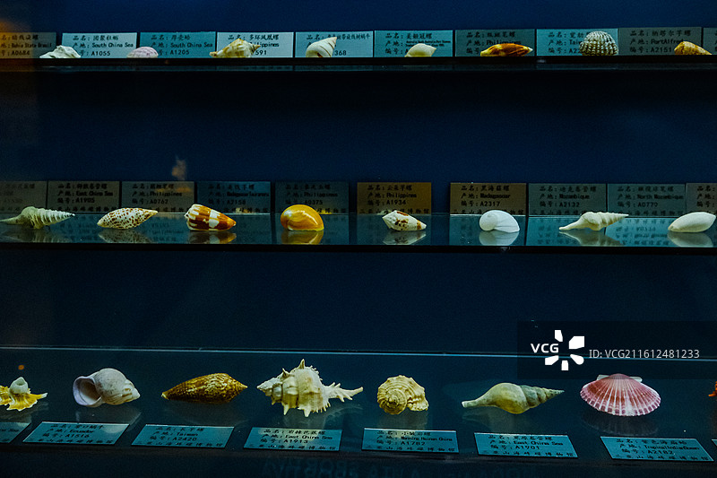 中国海南省三亚市三亚山海贝文化博物馆藏品 ，世界各地的奇异贝壳，各种各样的贝壳，各地贝壳标本图片素材