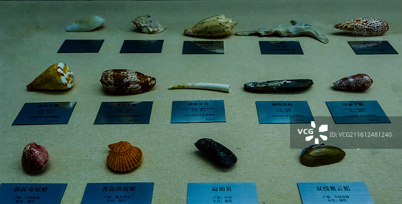 中国海南省三亚市三亚山海贝文化博物馆藏品 ，世界各地的奇异贝壳，各种各样的贝壳，各地贝壳标本图片素材