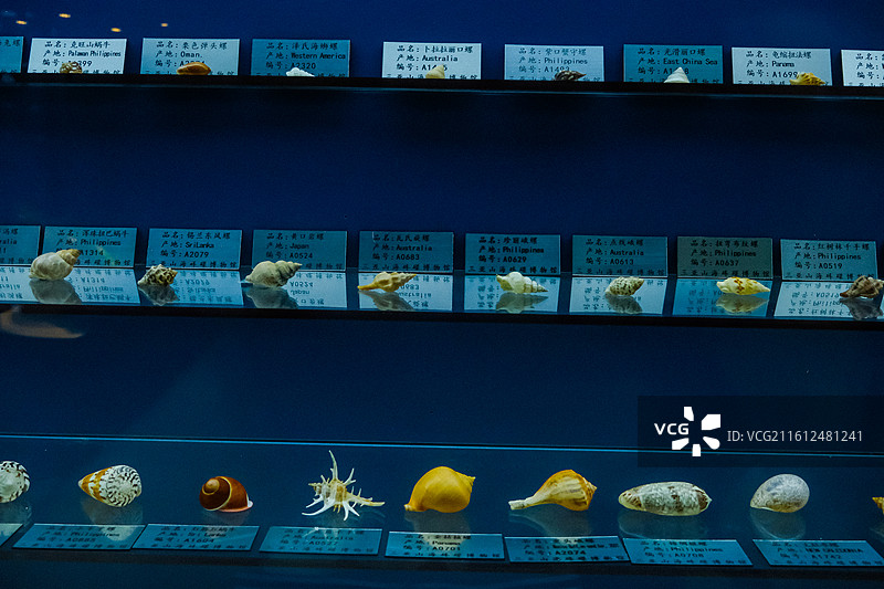 中国海南省三亚市三亚山海贝文化博物馆藏品 ，世界各地的奇异贝壳，各种各样的贝壳，各地贝壳标本图片素材