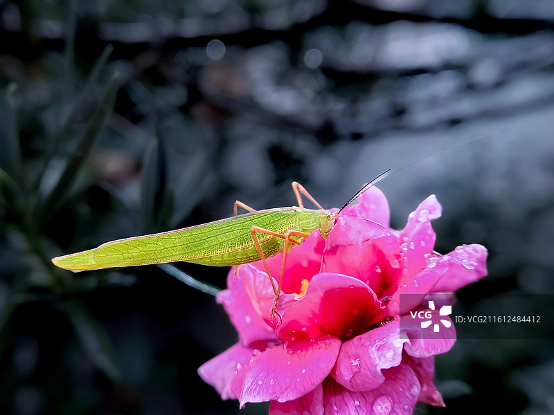 螽斯探花图片素材