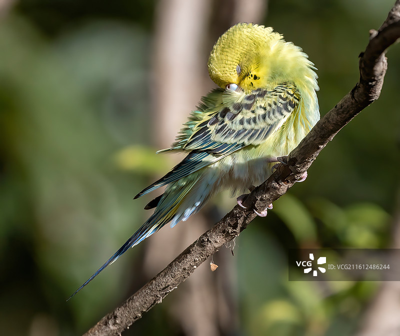 绿鹦鹉图片素材