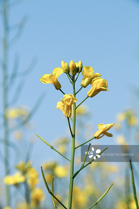 春天晴天阳光下野外的油菜花图片素材
