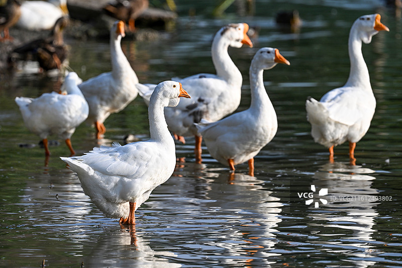 白鹅图片素材