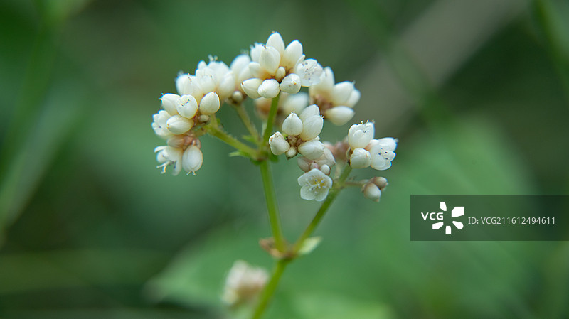 火炭母‌中草药图片素材