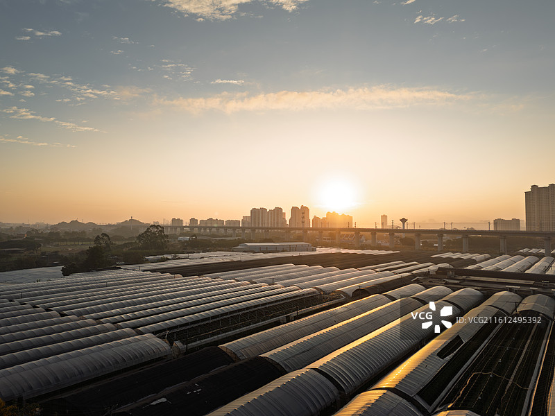 福建厦门天竺山晨曦中的城市与大棚景观图片素材