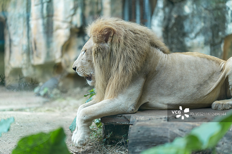 犯困的雄狮图片素材