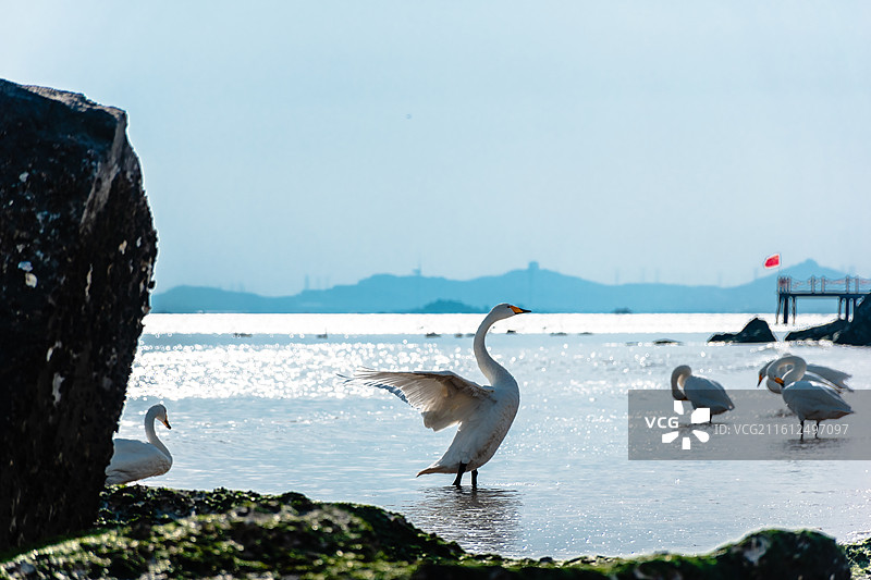 威海荣成海边沙滩上一只展翅的天鹅图片素材