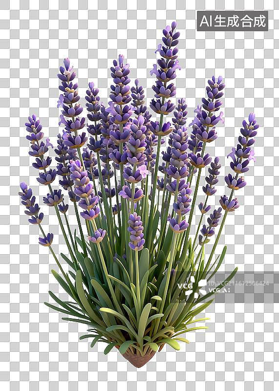 【AI数字艺术】紫色薰衣草花束图片素材