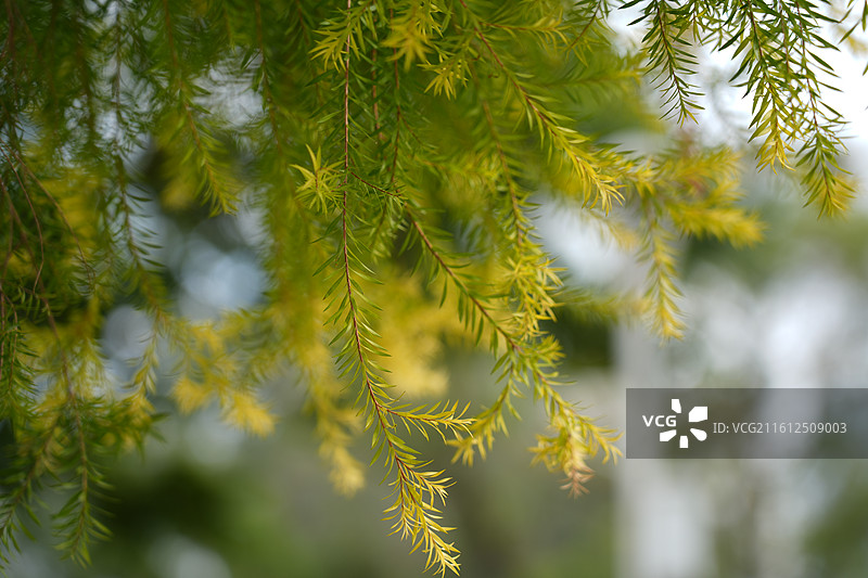 千层金图片素材