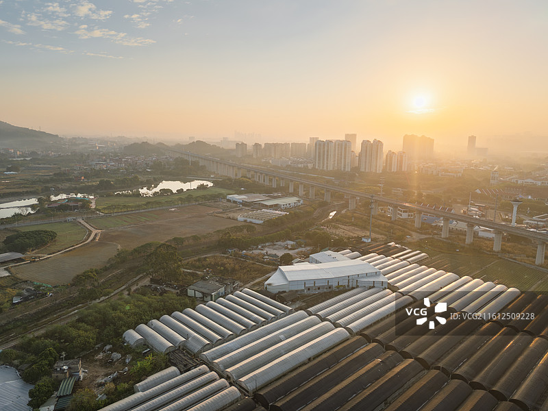 福建厦门天竺山日出时分的城市与温室大棚图片素材