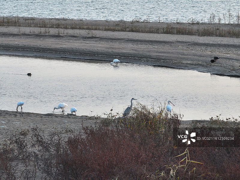 航拍冬季济南玉清湖沉沙池的候鸟图片素材