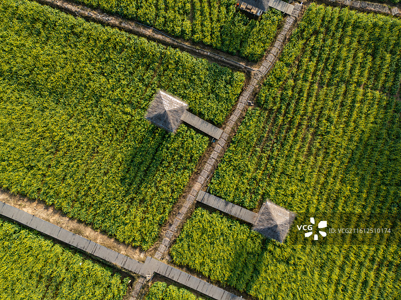 福建厦门天竺山航拍绿色农田与木质栈道小屋图片素材