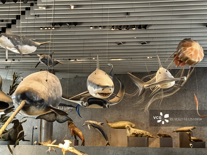 上海自然博物馆 公共建筑 展览 生物标本 动物雕塑图片素材