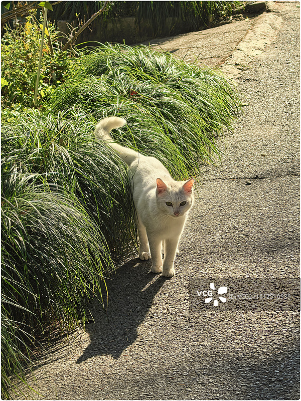 流浪猫17图片素材