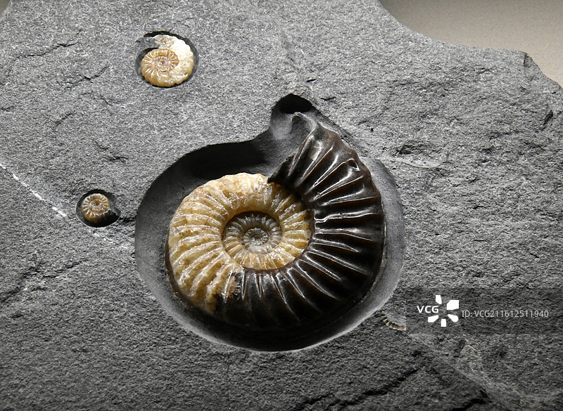 山东博物馆藏古生物化石  菊石图片素材