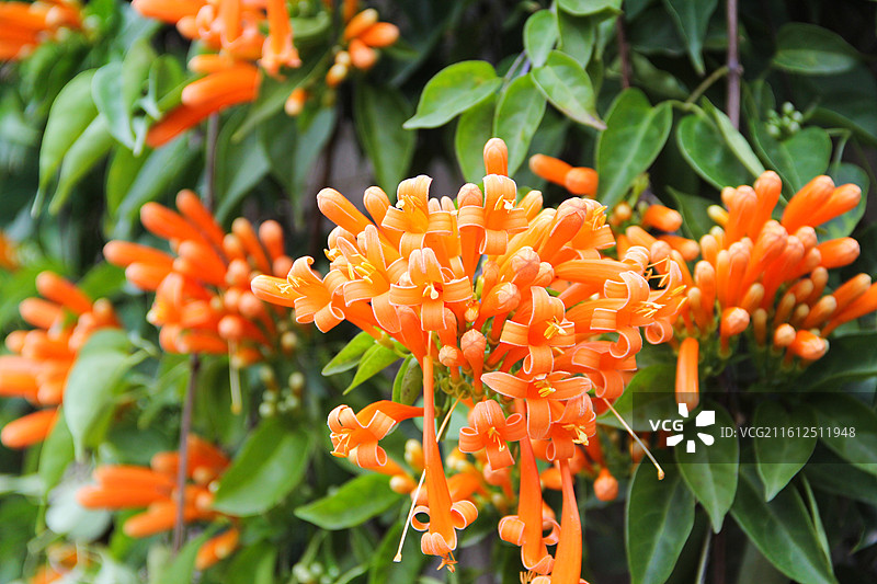 春天盛开的橙色迎春花炮仗花特写图片素材
