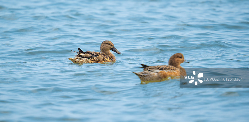 在深圳湾公园过冬的赤颈鸭，野鸭图片素材