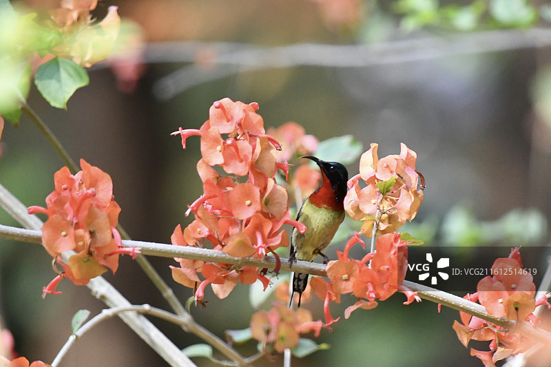 花间鸟图片素材