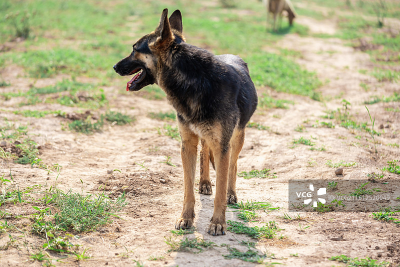 德国牧羊犬图片素材