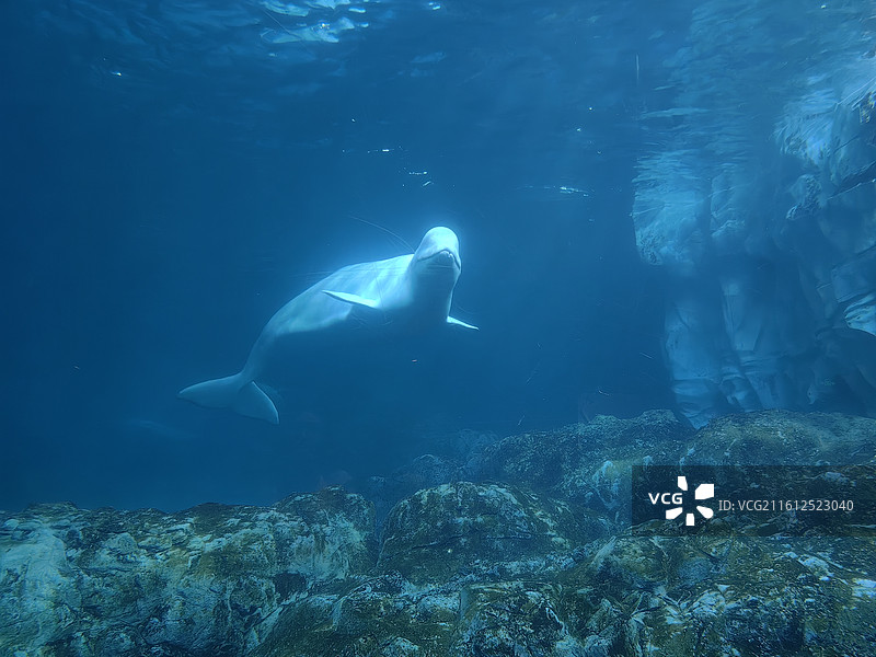 白鲸向你游来图片素材