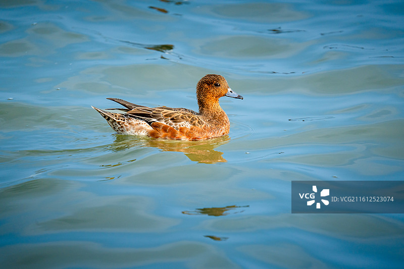 在深圳湾公园过冬的赤颈鸭，野鸭图片素材