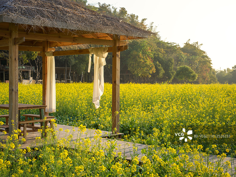 福建厦门海沧区天竺山油菜花田中的茅草亭图片素材