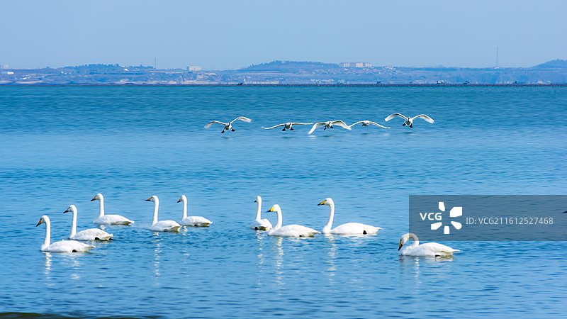 威海荣成海面上游泳和飞翔的天鹅图片素材