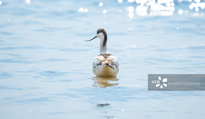 在深圳湾公园迁徙过冬的反嘴鹬图片素材