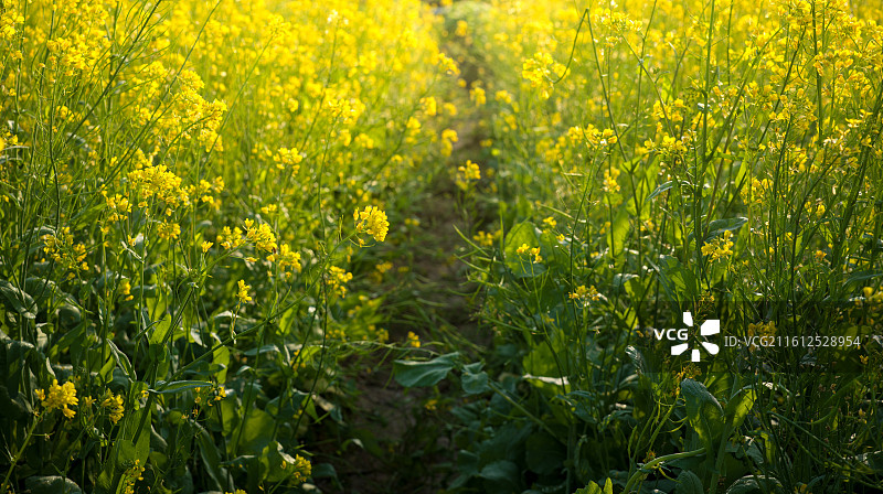 福建厦门海沧区天竺山黄色油菜花田图片素材