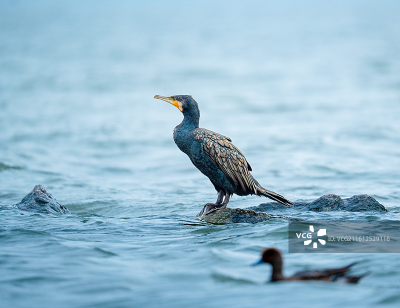 深圳湾公园站在海中礁石上休息的鸬鹚鱼鹰图片素材