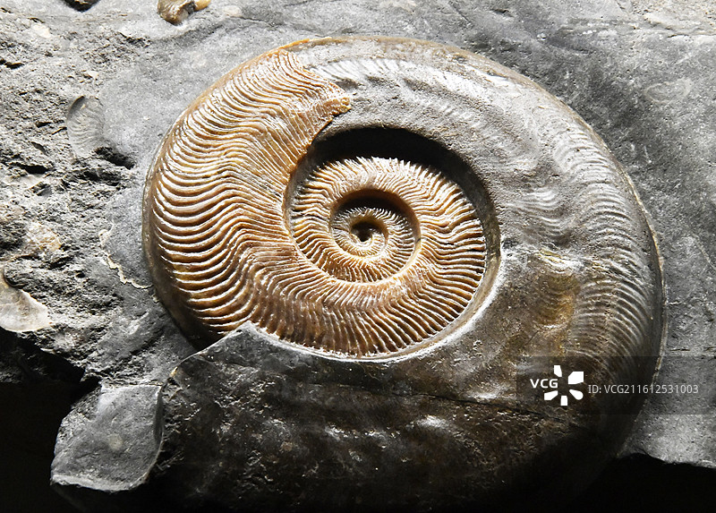 山东博物馆藏古生物化石  菊石图片素材