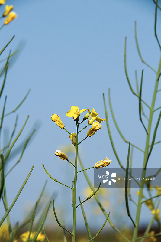 春天晴天阳光下野外的油菜花图片素材