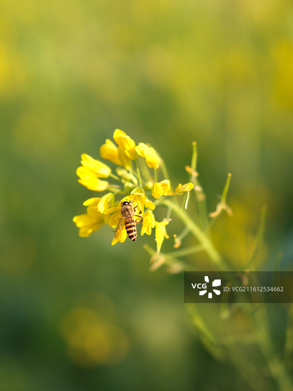 福建厦门海沧区天竺山蜜蜂停留于黄色花朵图片素材
