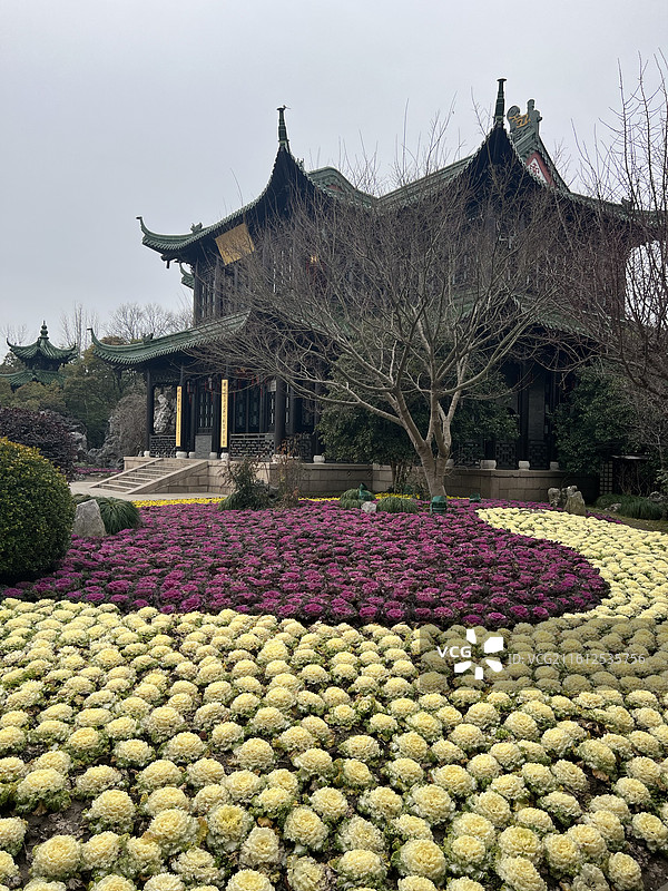 江苏扬州瘦西湖园林中的建筑与绽开的菊花图片素材