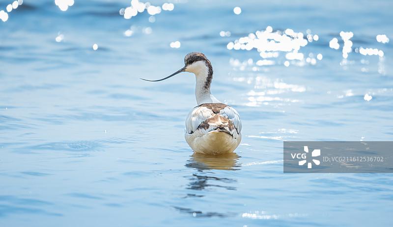 在深圳湾公园迁徙过冬的反嘴鹬图片素材