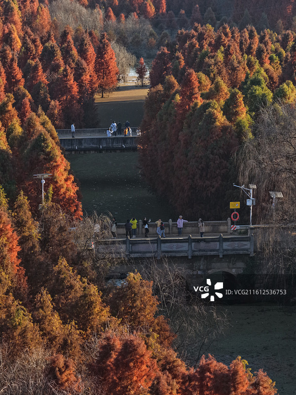 昆明甸尾村落羽杉图片素材