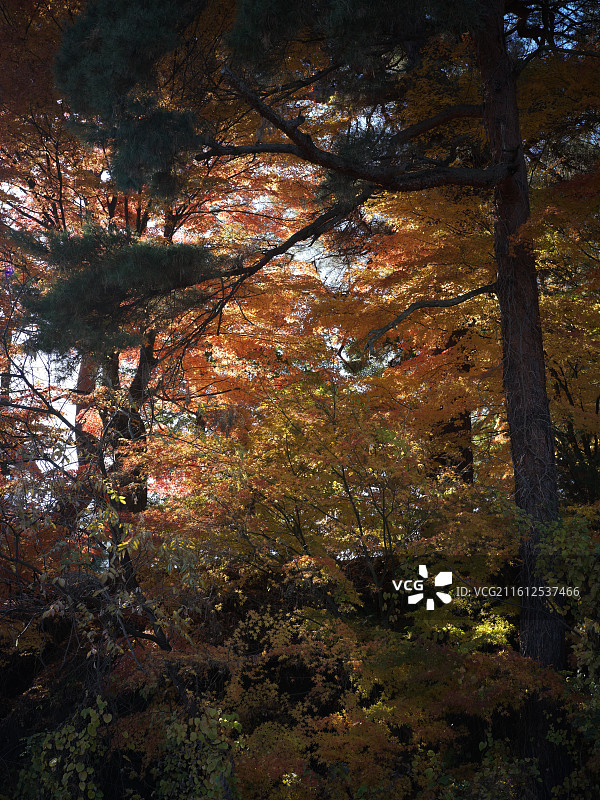 日本旅拍JPG直出 哈苏X2D图片素材
