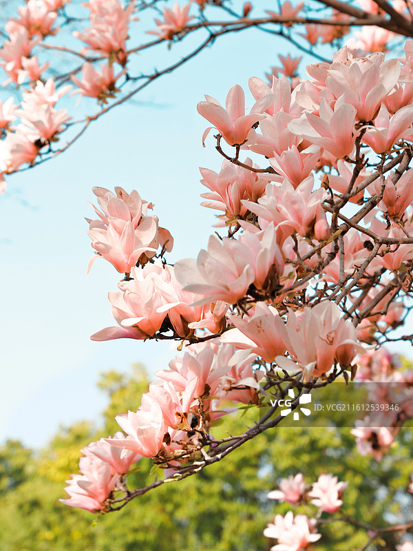 武汉初春的玉兰花图片素材
