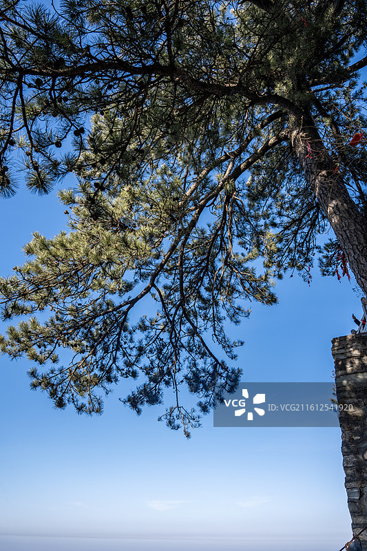 西安终南山南五台景区南山不老松图片素材